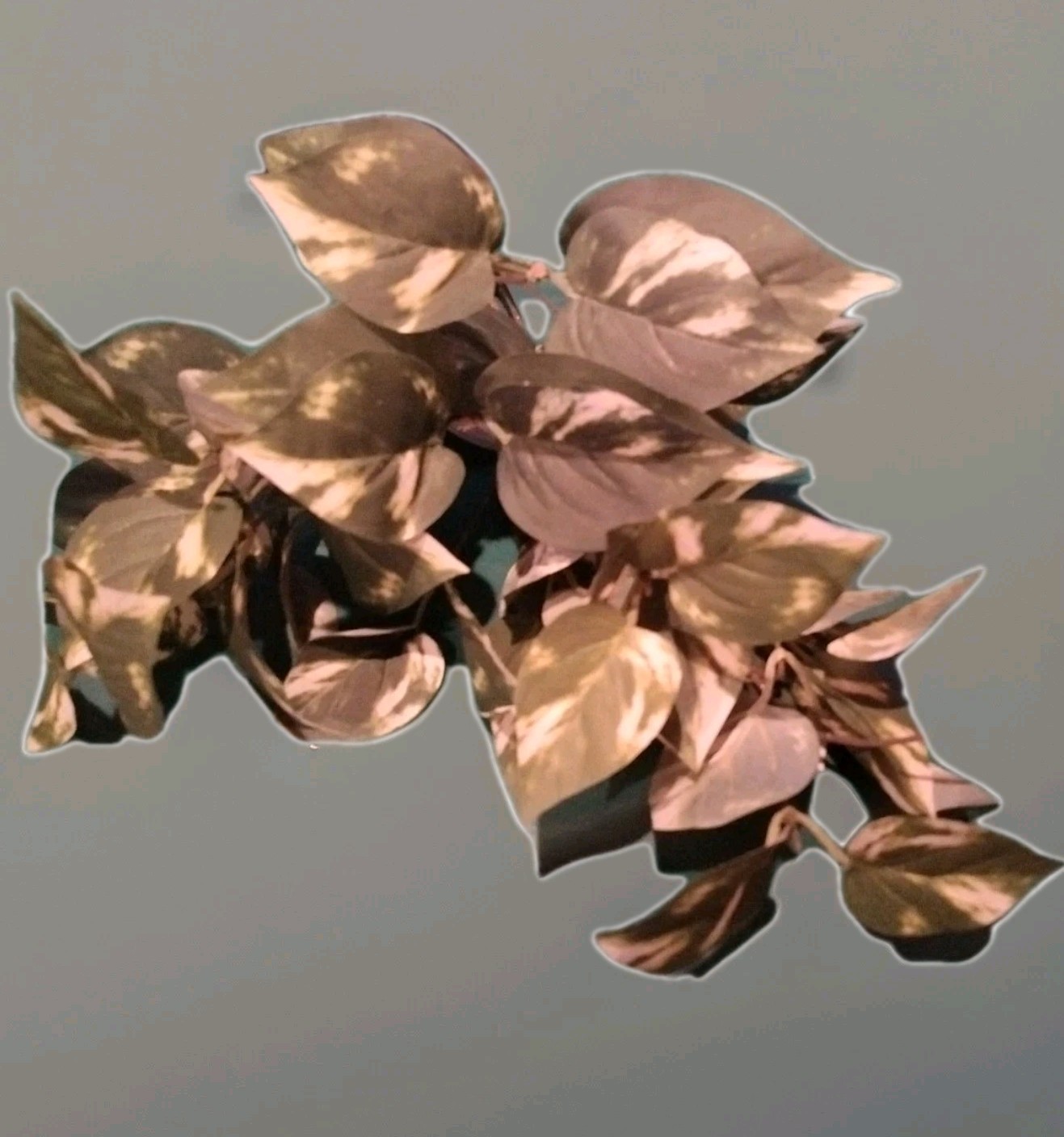 Ashland Artificial Golden Pothos plant green/white marbled leaves hanging stems