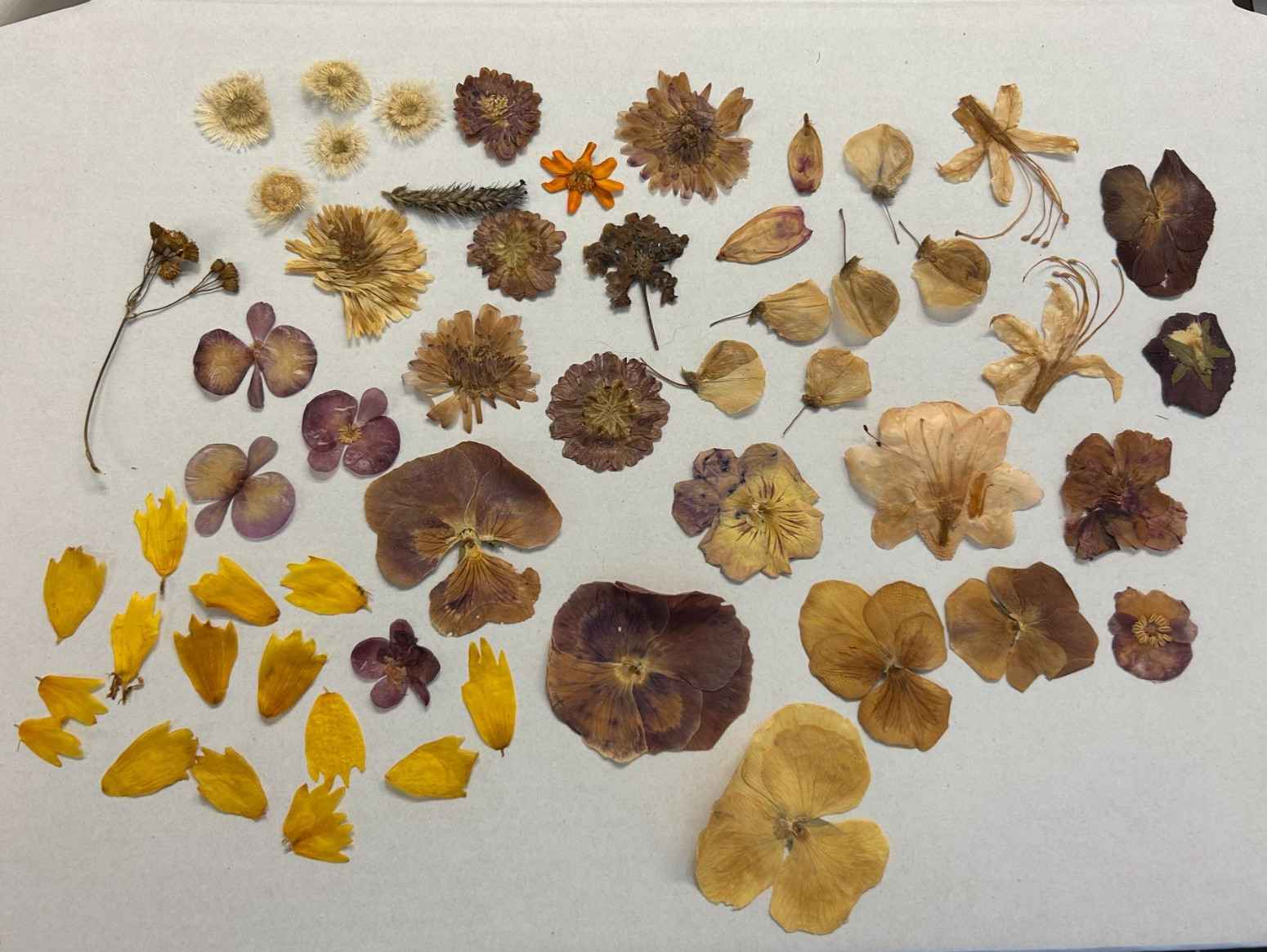 Lot of Hand Picked and Hand Pressed Flowers and Petals Crafting Decor