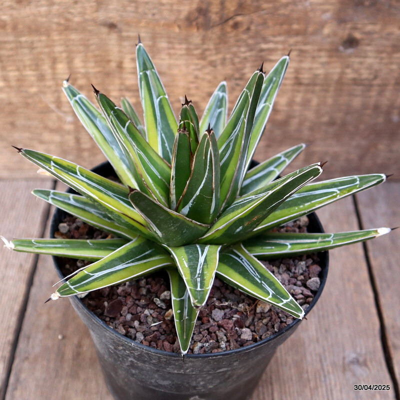 D2129 AGAVE REGINAE VICTORIAE VARIEGATED pot14-H11-W15 cm MaMa Cactus