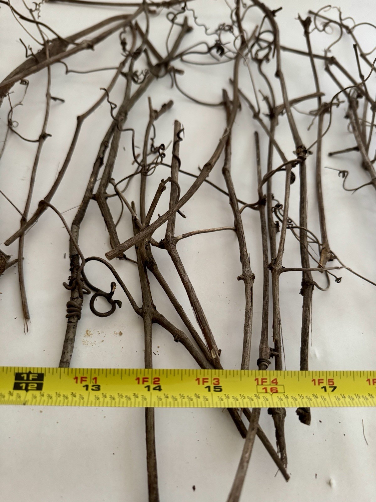 Huge Lot Of Grapevine tendrils & twigs Dried Natural floral Craft & small pets