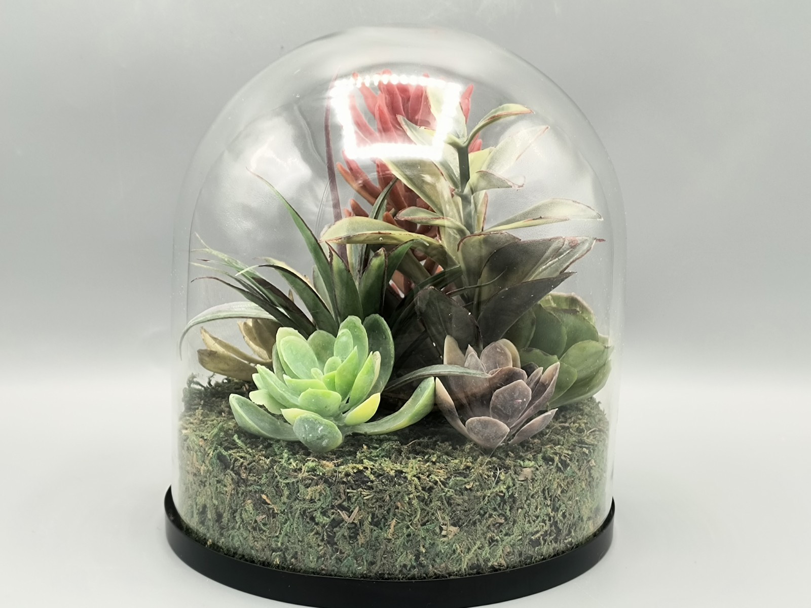 Terrarium Faux Succulents Arrangement In Glass Dome Atrium By Old Time Pottery