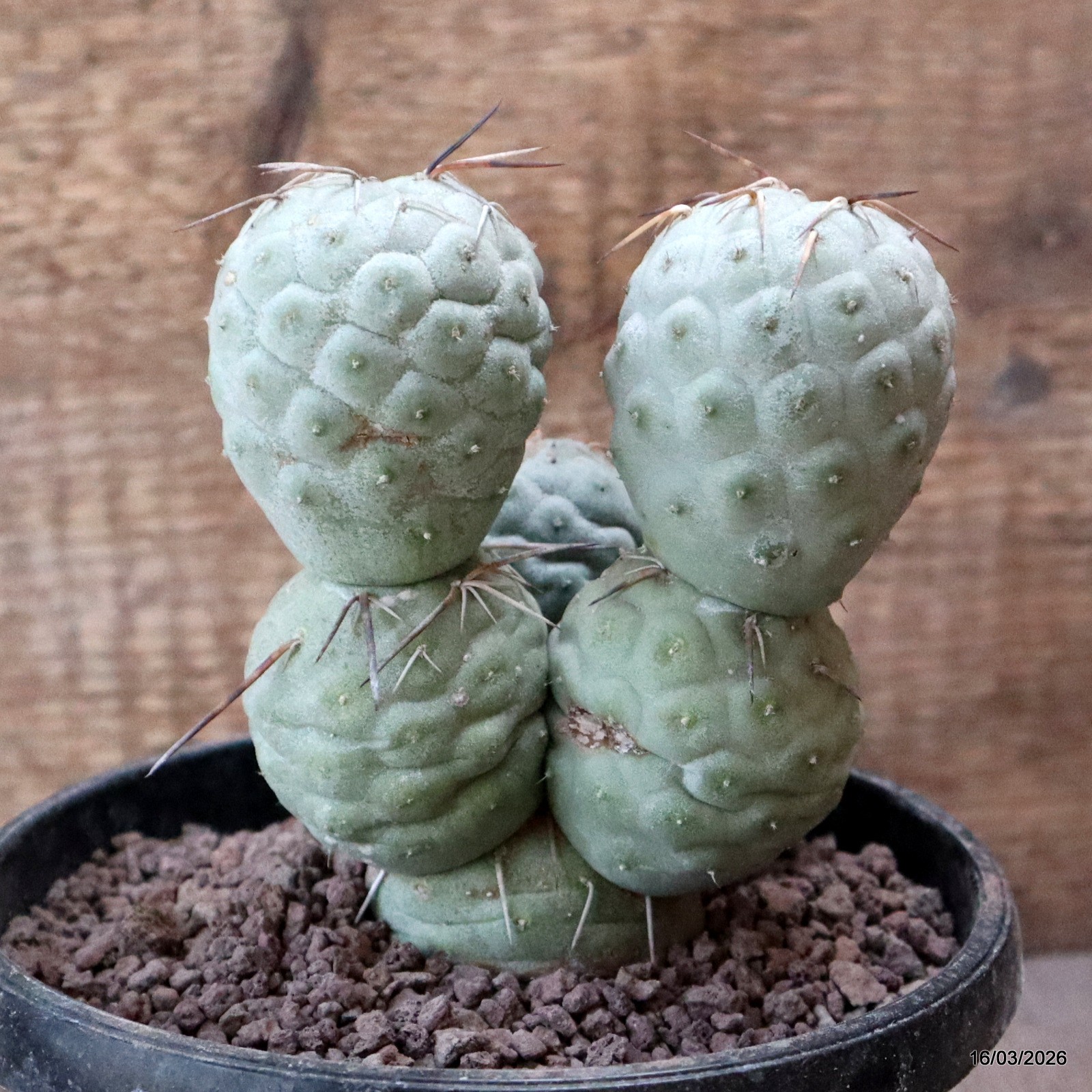 D8034 TEPHROCACTUS GEOMETRICUS 7 BALLS pot14-H14-W11 cm MaMa Cactus