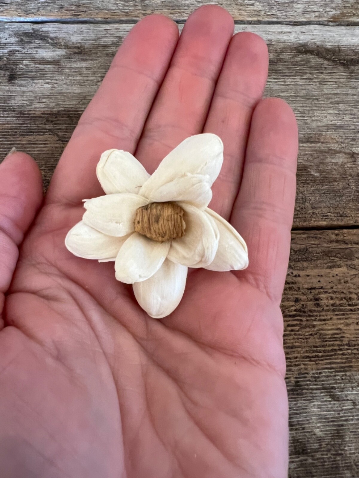 Mini Bark Daisy Sola Wood Flowers – Set of 50 – Craft Flowers