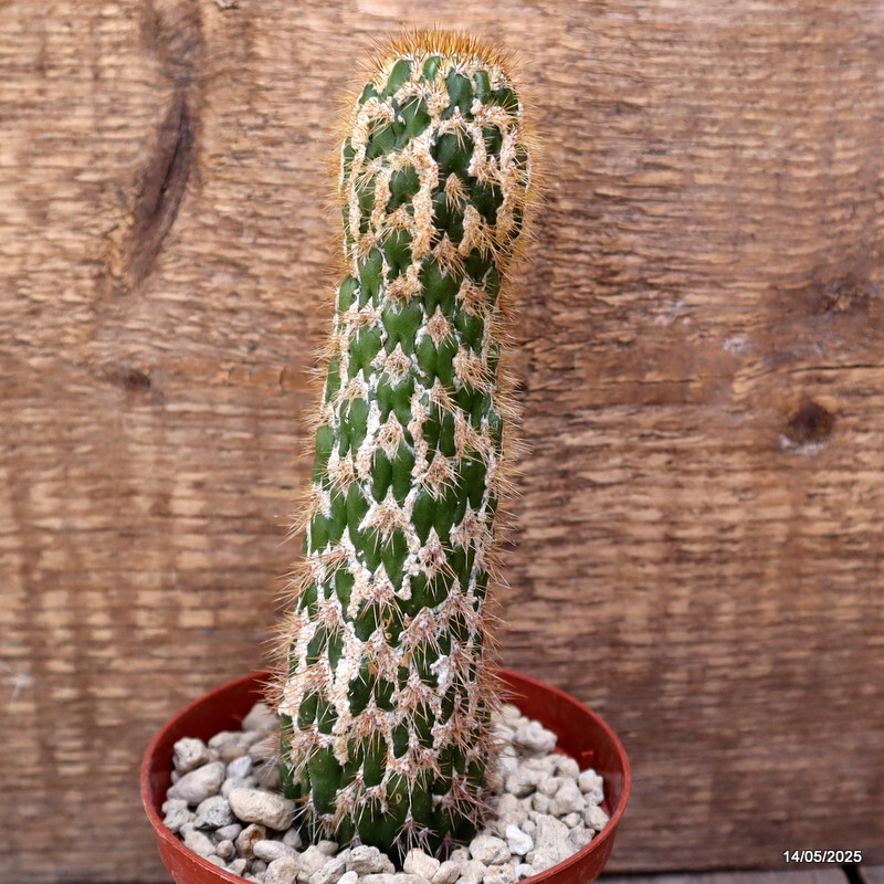 D4100 CEREUS SPACHIANUS MONSTER pot10-H17-W4,5 cm MaMa Cactus