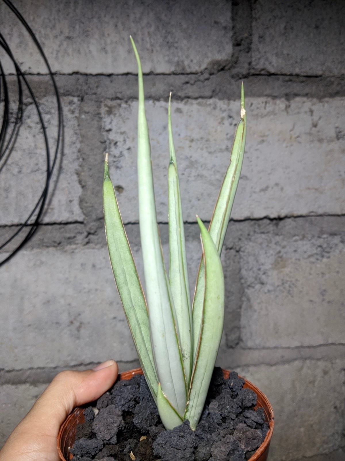 Sanseivieria Stormy Silver Real Picture