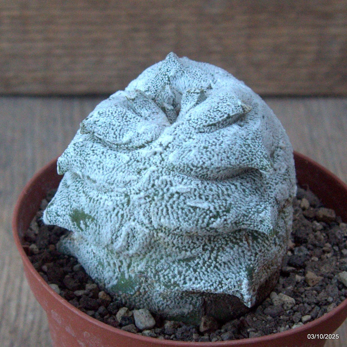D6880 ASTROPHYTUM COAHUILENSE HAKURAN KIKKO pot10-H8-W7,5 cm MaMa Cac
