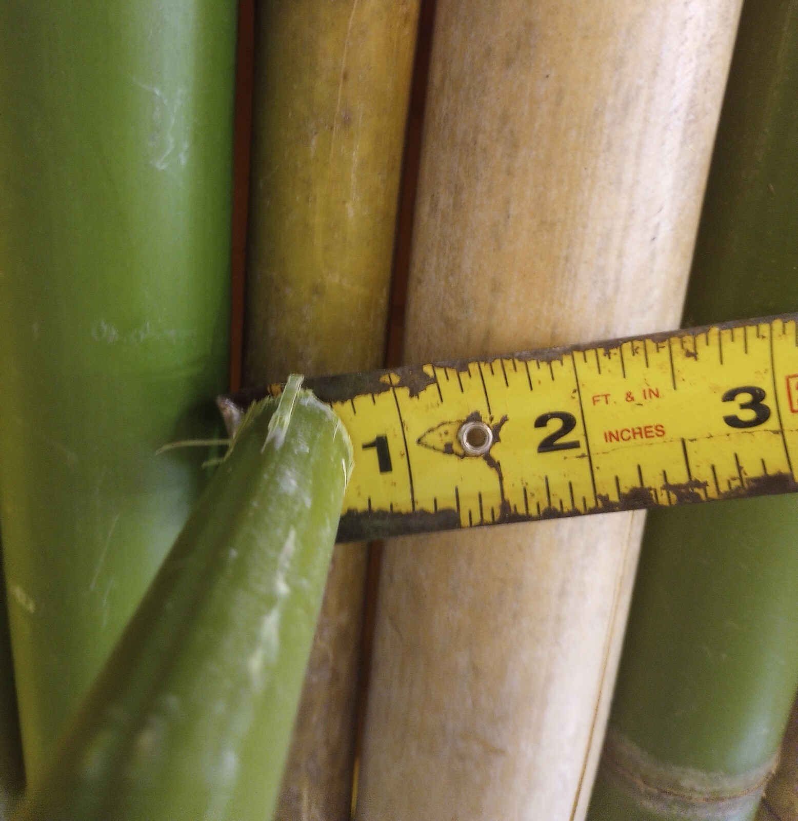10 Bamboo Poles 12″ Long Variety Sizes Tiki Home Art Decor Bathroom Bedroom 1′