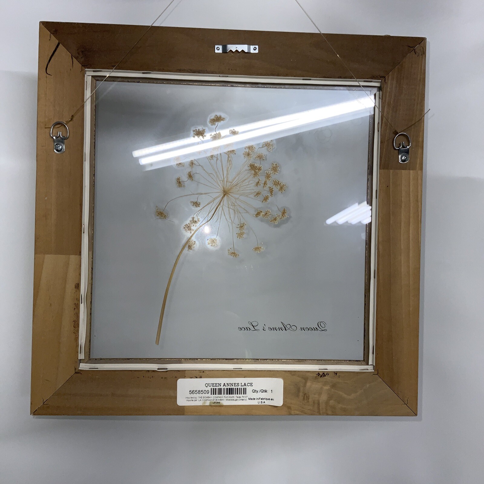 Framed Flower Queen Anne’s Lace Framed Window Bombay