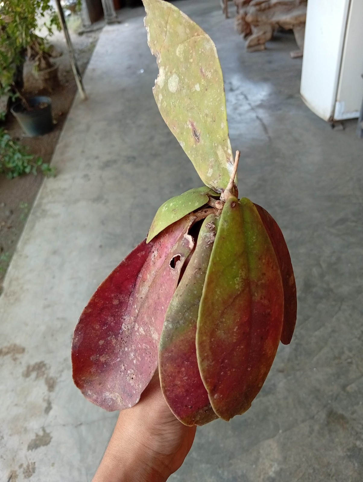Real Picture Hoya Mitrata Red Leaves