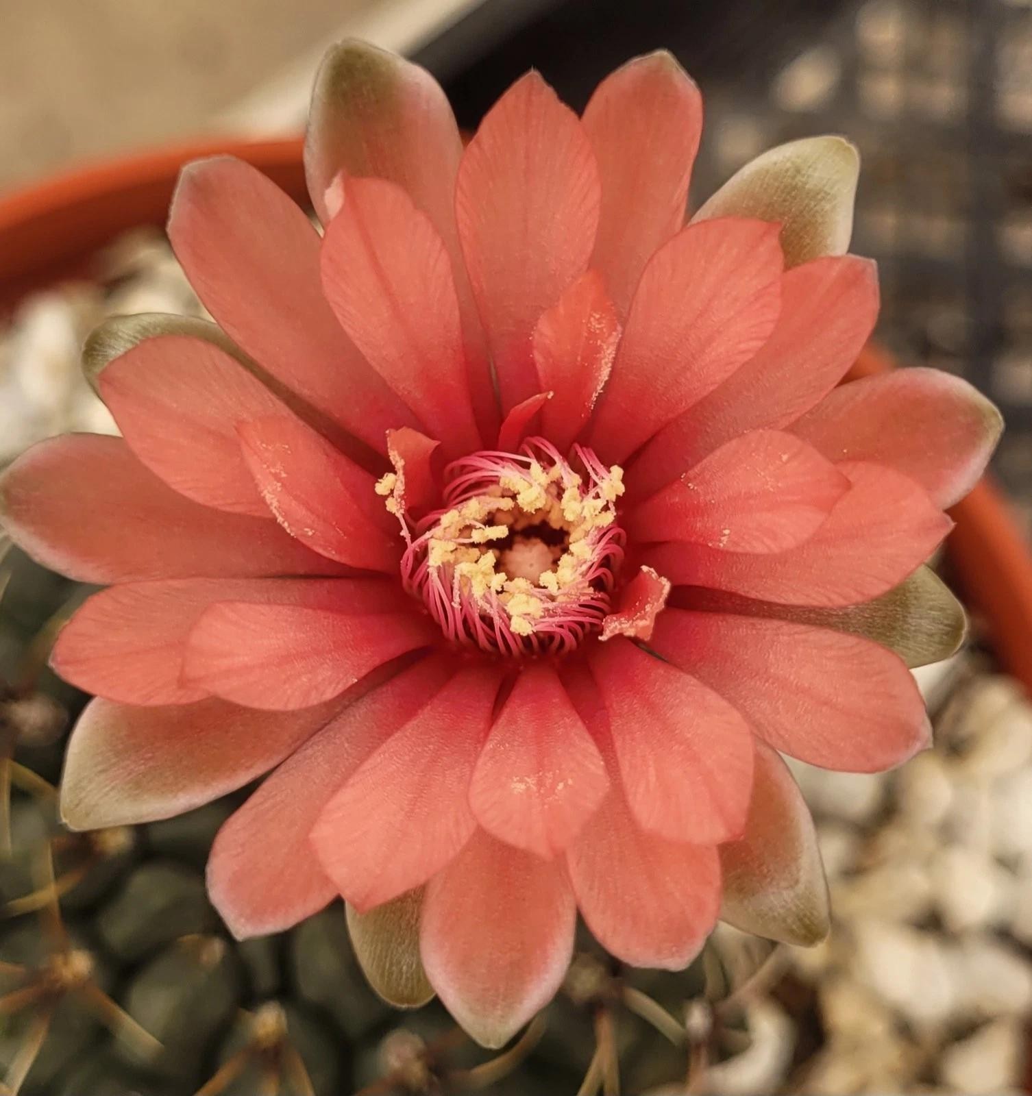 Gymnocalycium baldianum Chin Cactus Cactus Cacti Succulent Real Live Plant