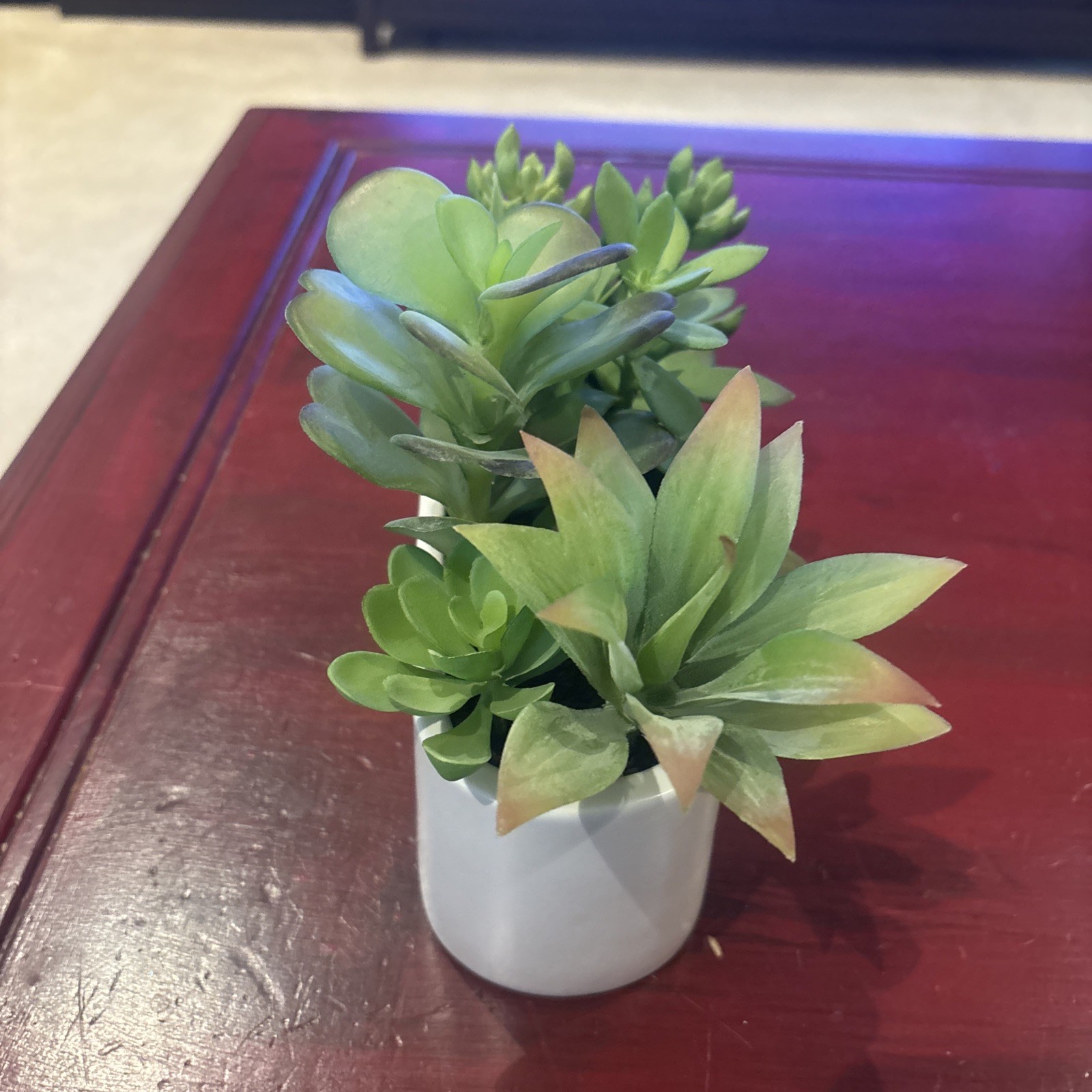 Succulent Plant Artificial