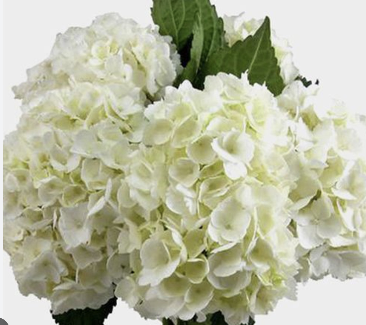 Box of 40 Fresh White Hydrangeas stem – Premium Quality Bulk Flowers for Events