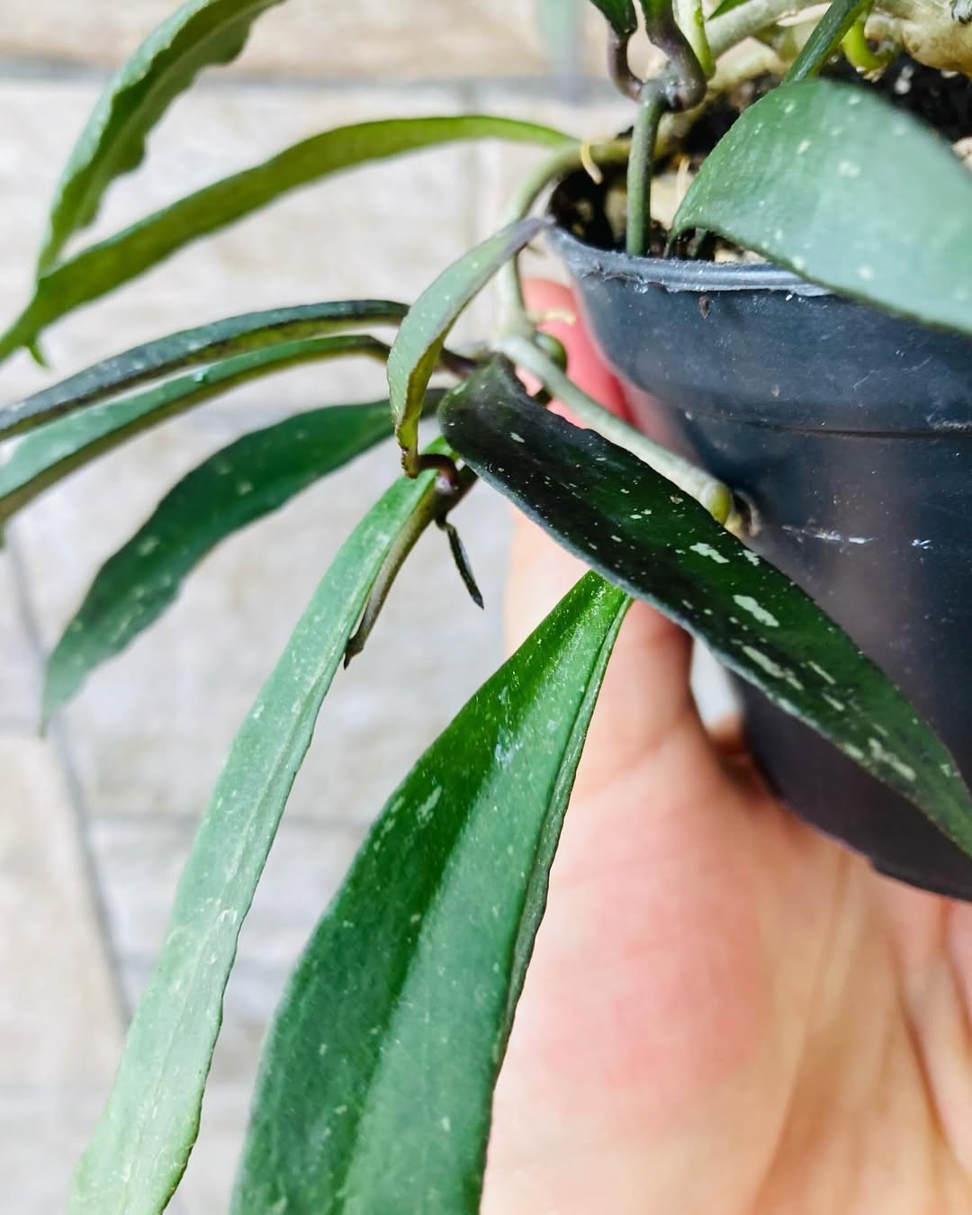 Sansevieria Green Mould Striata Variegated Rare Uniqe Snake Plant