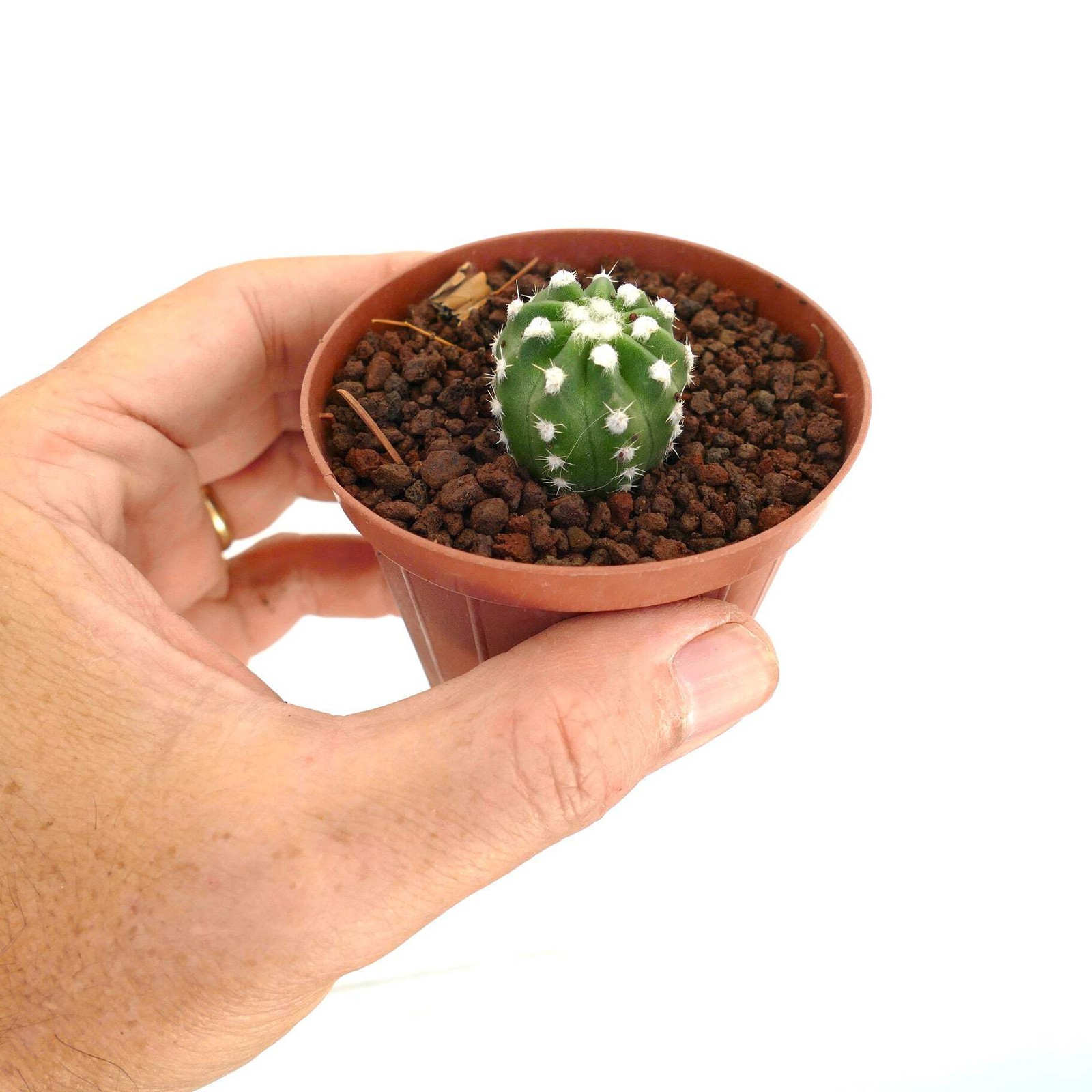Echinopsis subdenudata cv OIBBO A27 – Easter lily cactus | Night-blooming hedgeh