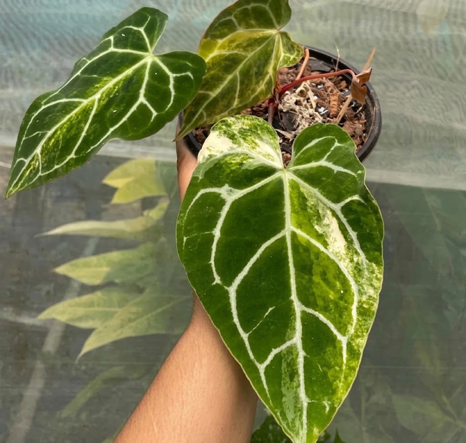 Anthurium Clarinervium Variegated Rare Indoor Velvet Plant Premium Aroid