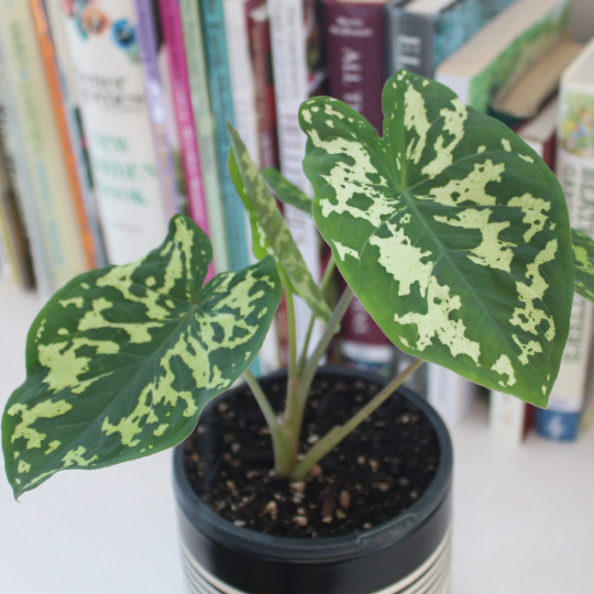 Alocasia Hilo Beauty in 4″ Pot | Elephant Ears Plug | Caladium Indoor & Outdoor