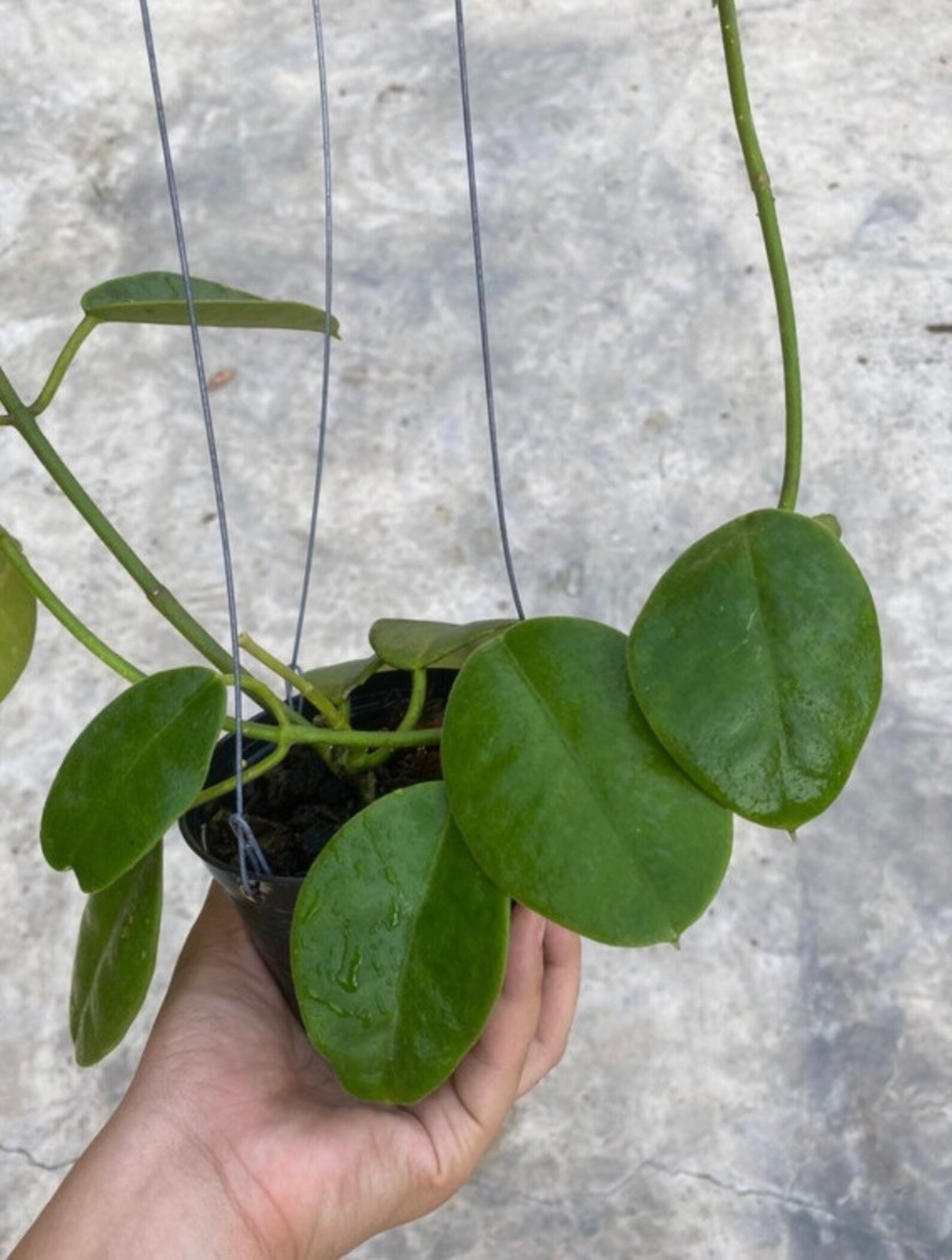 Real Pict Hoya Lauterbachii Sp Papua Rare Plant