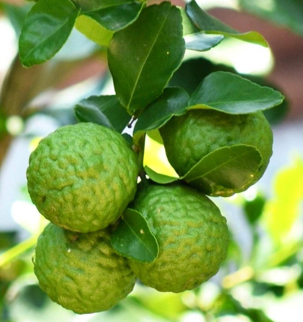 Citrus × bergamia 80-120cm | Bergamot orange | Bergamot – Bergamot orange | Berg