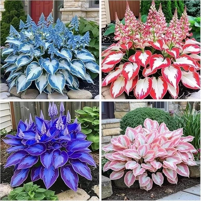 200+ Hosta Seeds Perennial Hosta Seeds for Planting Outdoor Garden Attract Polli