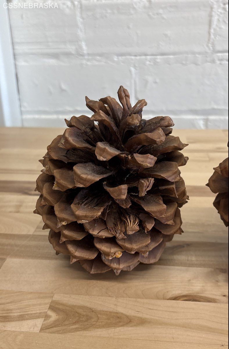Pine Cones Large Set of Seven 4” to 6”Tall 3 to 4 Inch Diameter Craft Unscented
