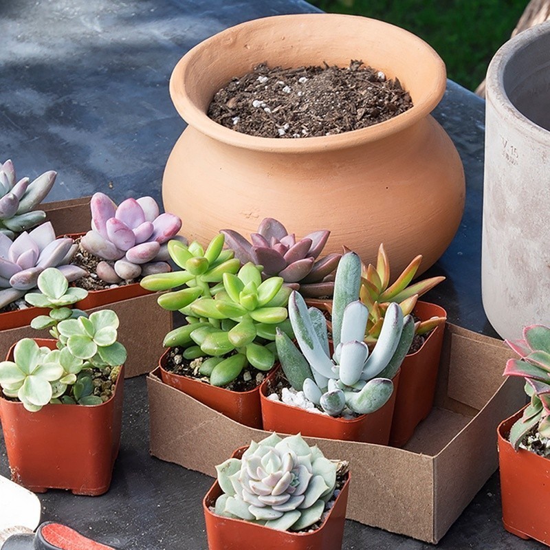 Multicolor Succulent Pack of 6 Live Indoor Plants Easy Care Home Decor New
