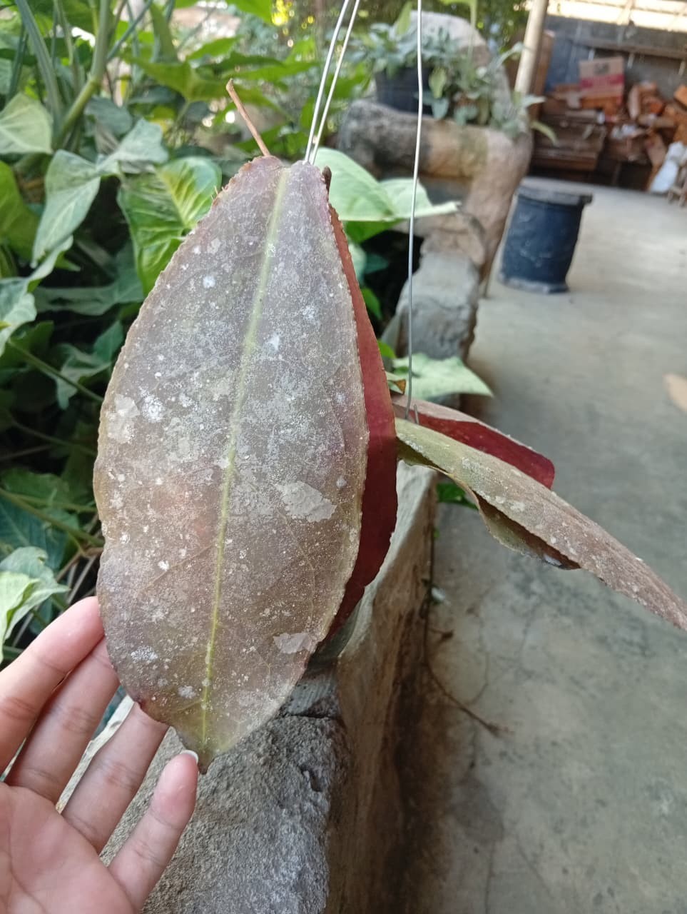 Real Picture Hoya Undulata Red Splash