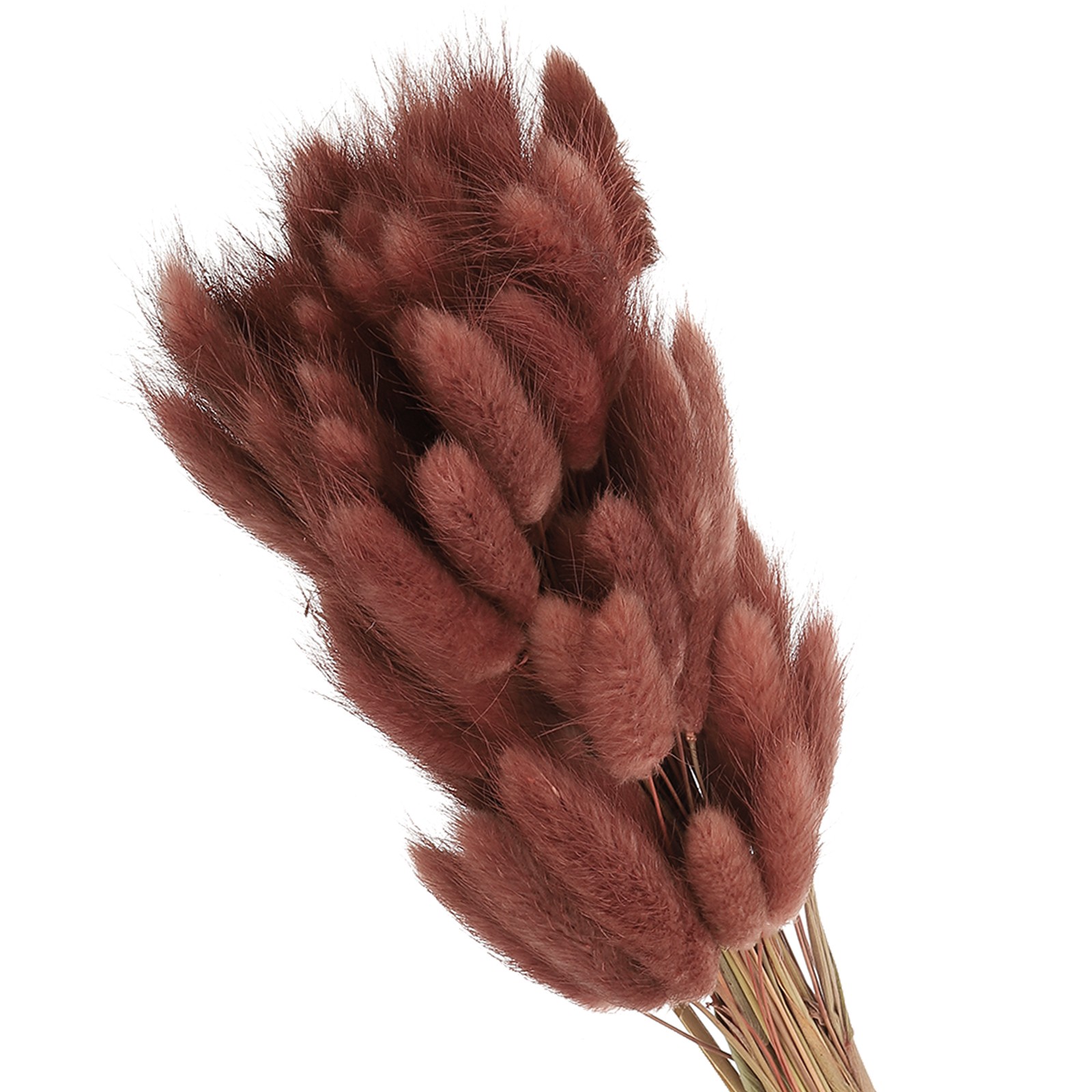 15.7in Bunny Tails Dried Flowers, 80pcs Pampas Grass Decor Rabbit Tail, Brown