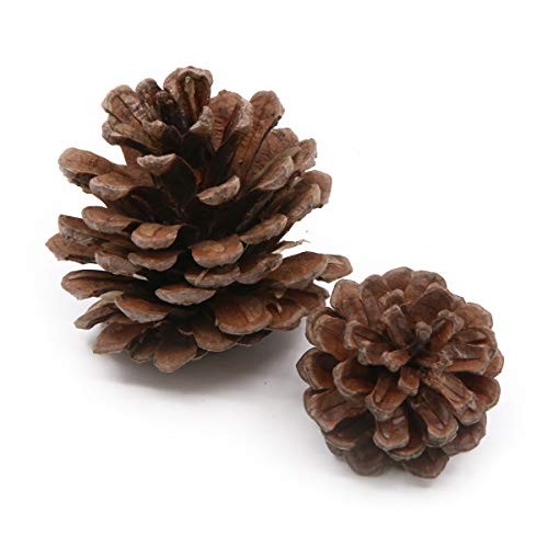 120 Pcs Apol Ornament Set – Natural Pinecones & Artificial Acorns