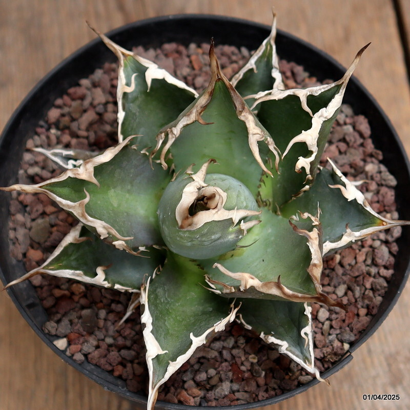 D115 AGAVE TITANOTA pot14-H9-W12 cm MaMa Cactus