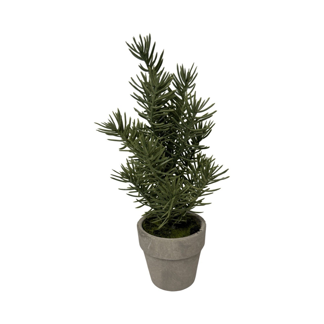 Spruce Potted Plant 6in Tall In Small Terracotta Pot