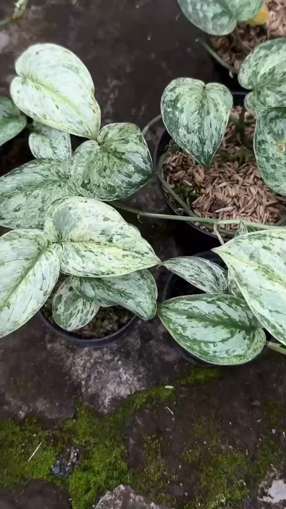 scindapsus peasun, Rare Variegated, Real Picture, Aroid Houseplant