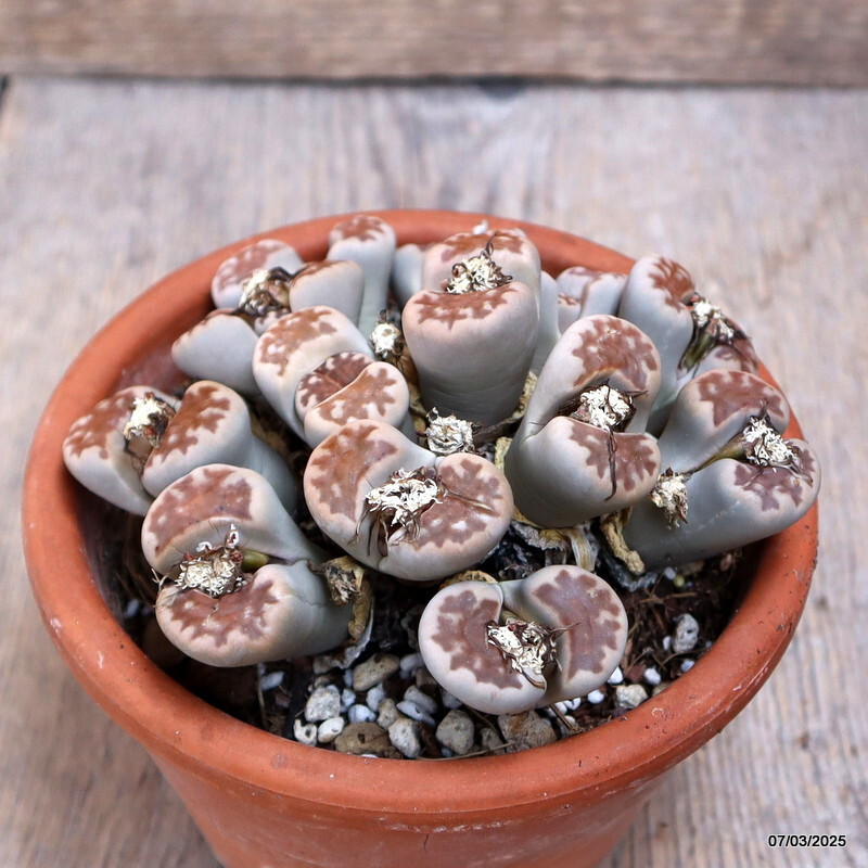 A7169 LITHOPS HALLII CLUSTER pot14-H7-W13 cm MaMa Cactus