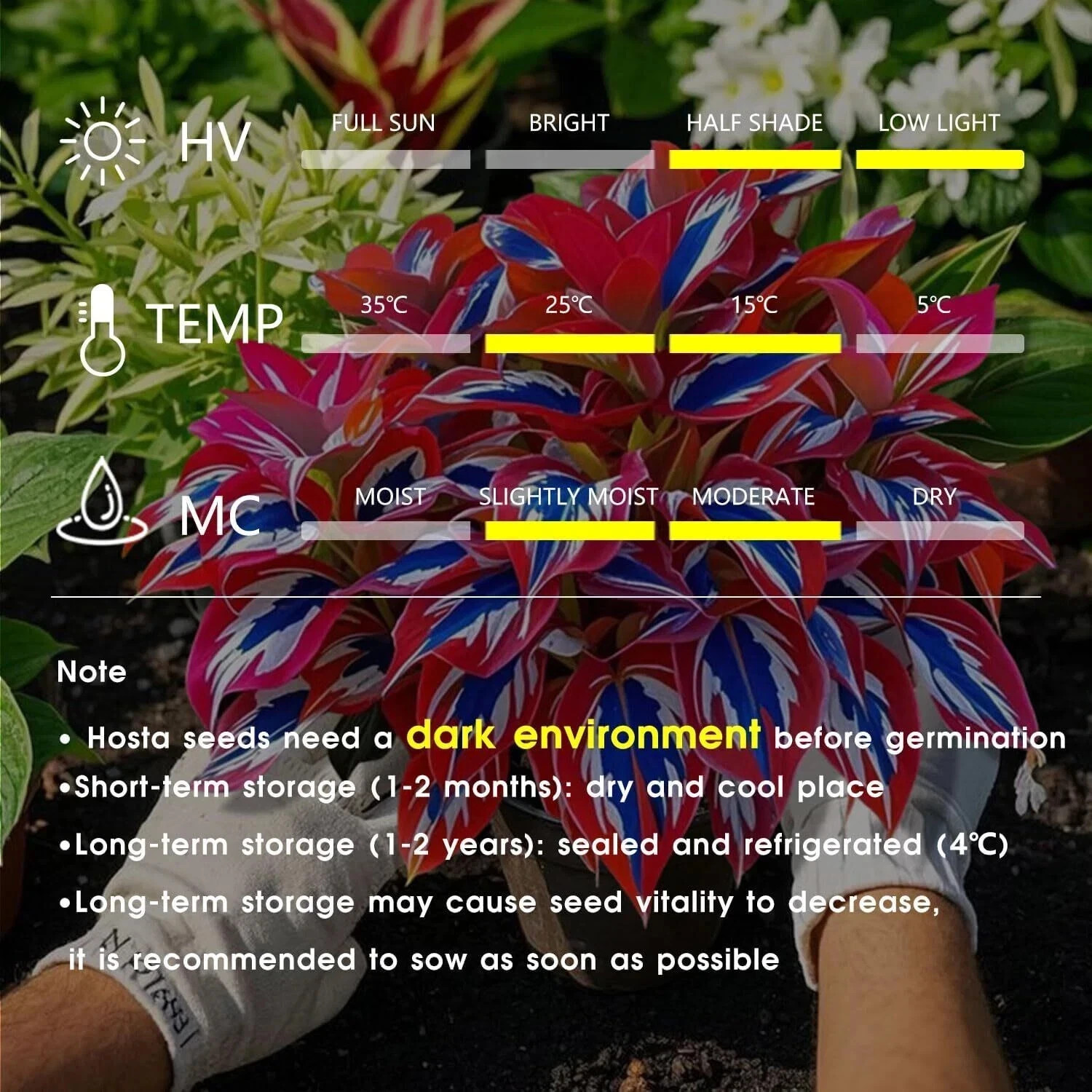 Hosta Seeds – 100 Rare White& Red Hosta with Blue Variations – Perennial Plants