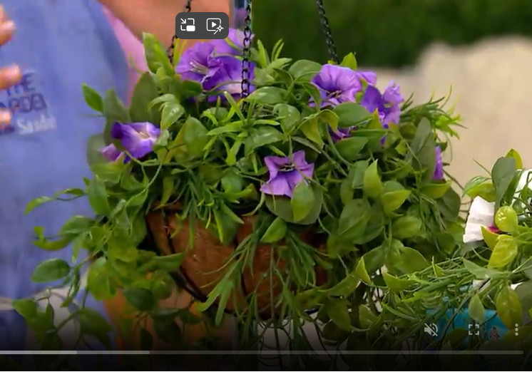 Garden Reflections 14″ Faux Morning Glory Hanging Basket Choose Color M79797