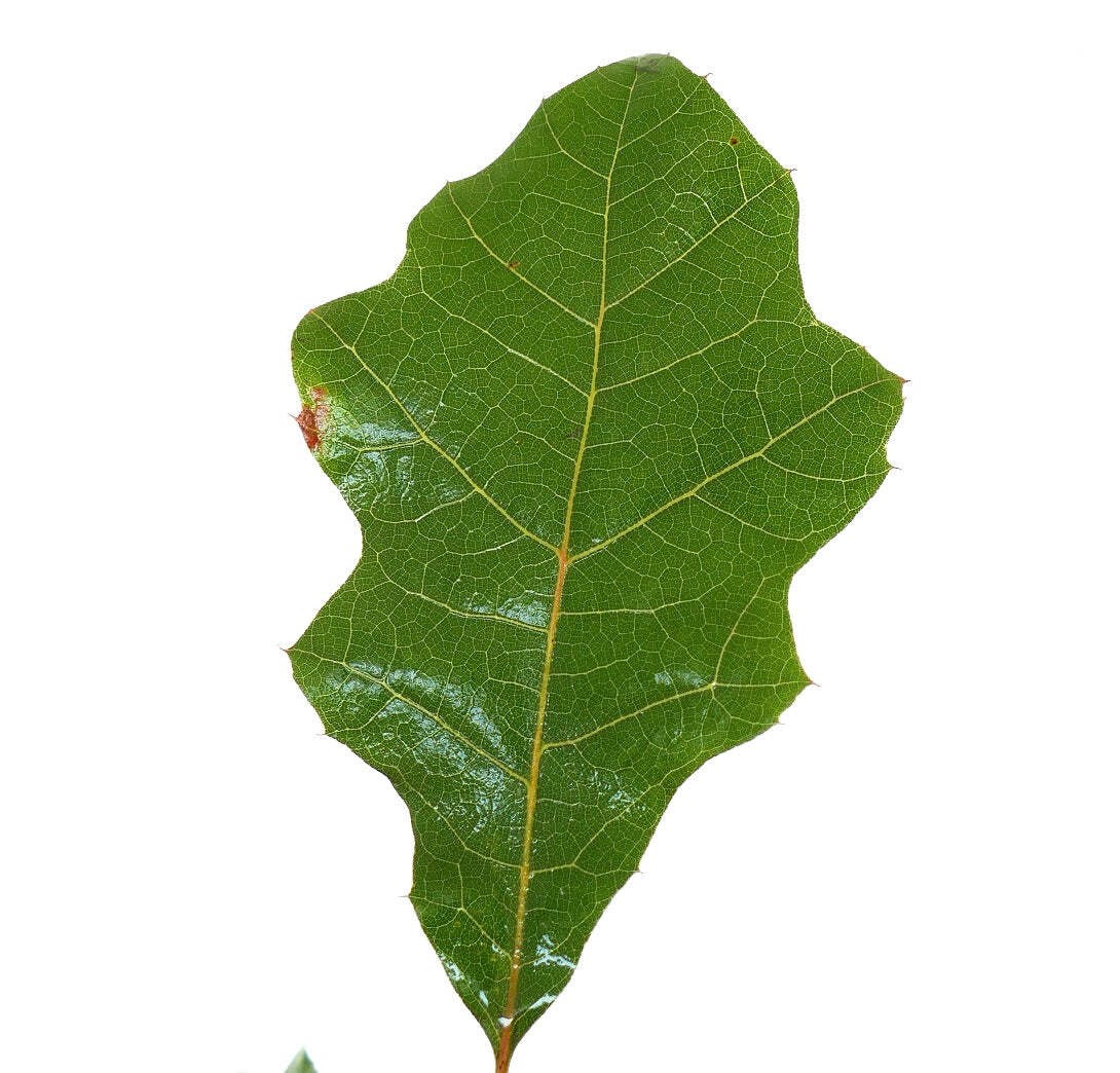 Quercus acerifolia 10-20cm | Maple-leaf oak | Shumard oak – Maple-leaf oak | Shu