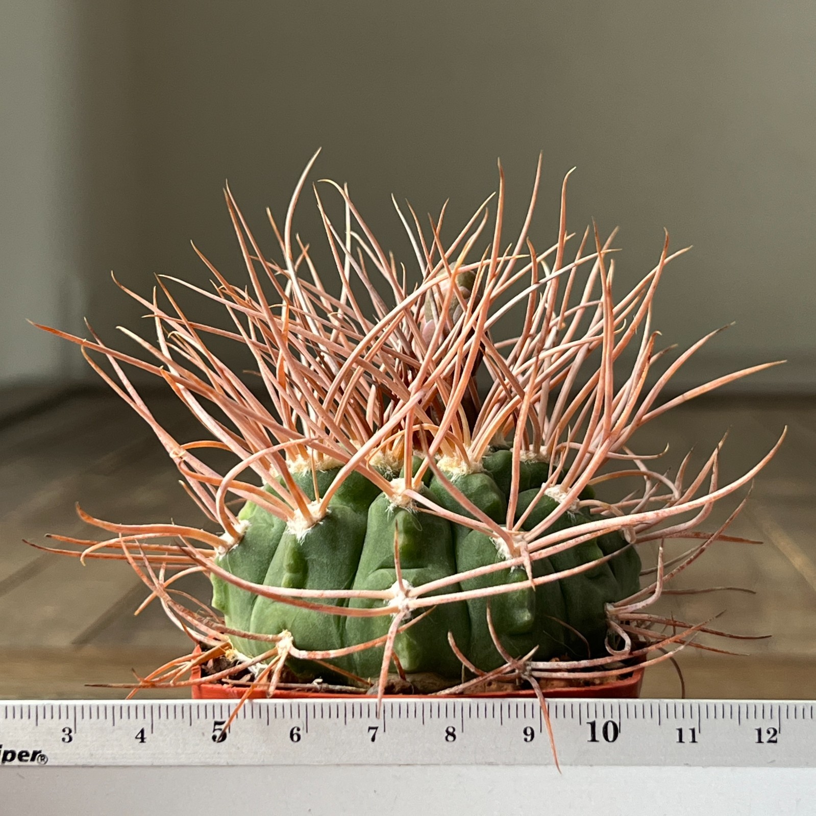 A39-2049 Gymnocalycium guanchinense VG231, Las Higueritas, La Rioja, own root