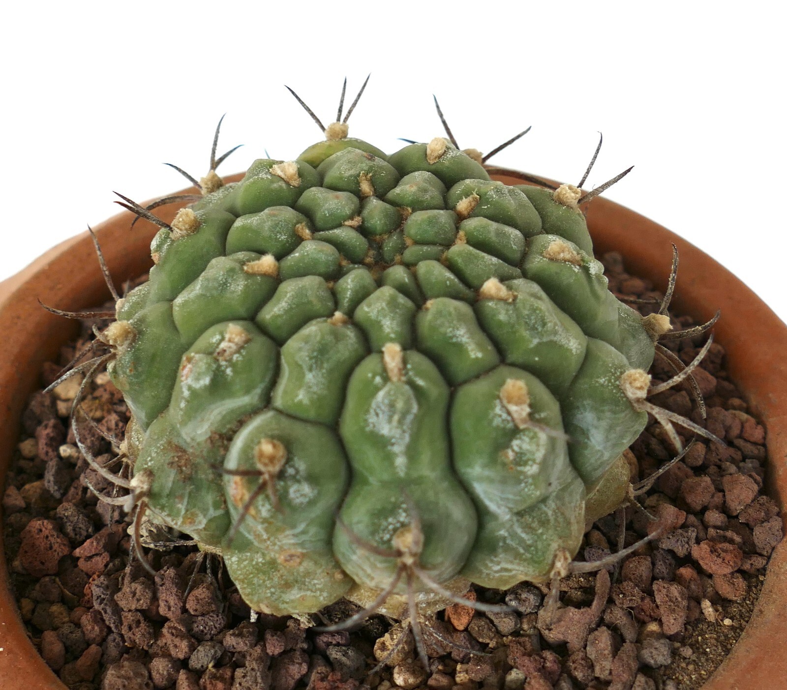 Gymnocalycium saglionis from NUDUM (BOTANICAL ARCHIVE) ex private AA1