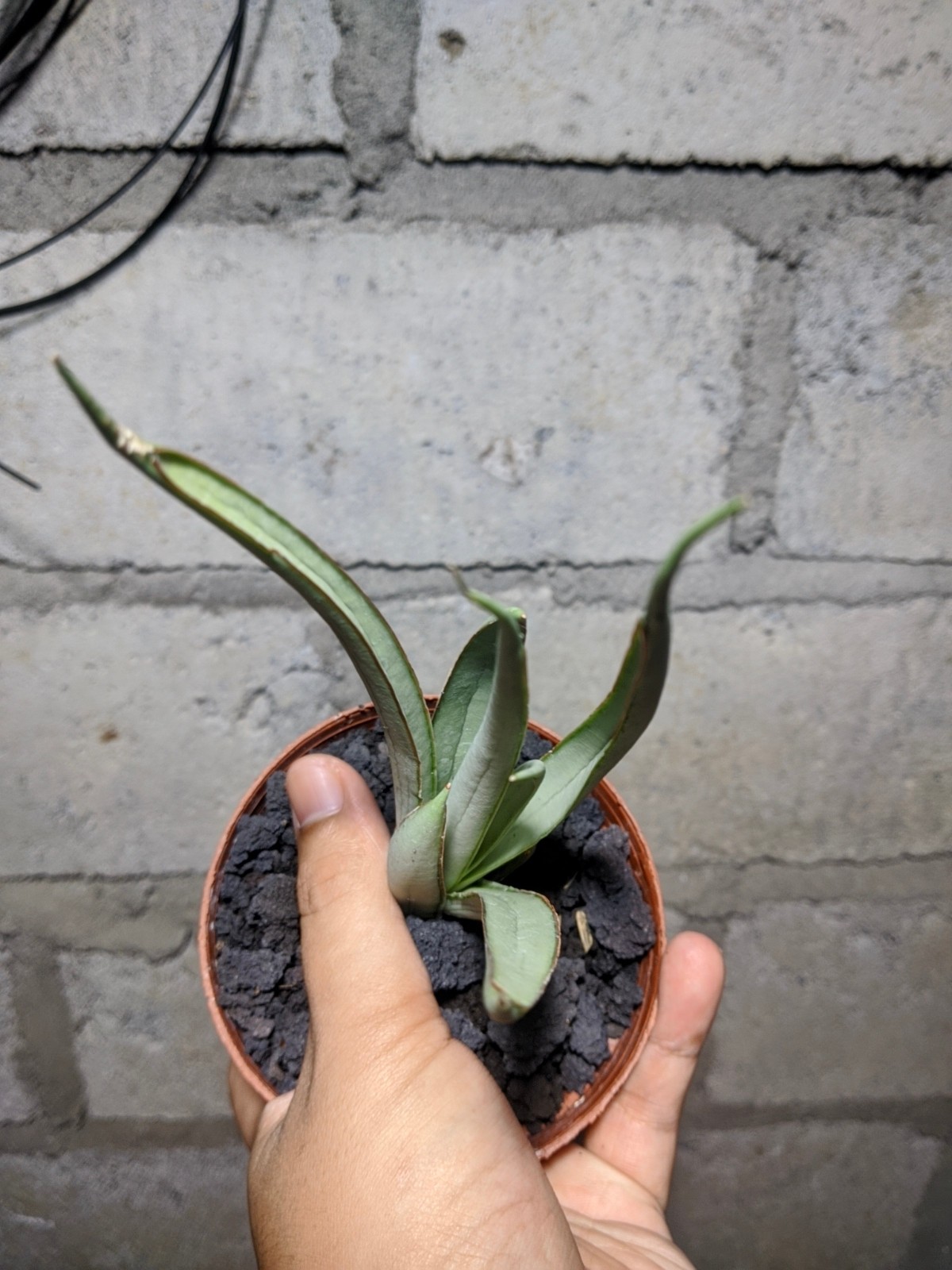 Sanseivieria Stormy Silver Real Picture