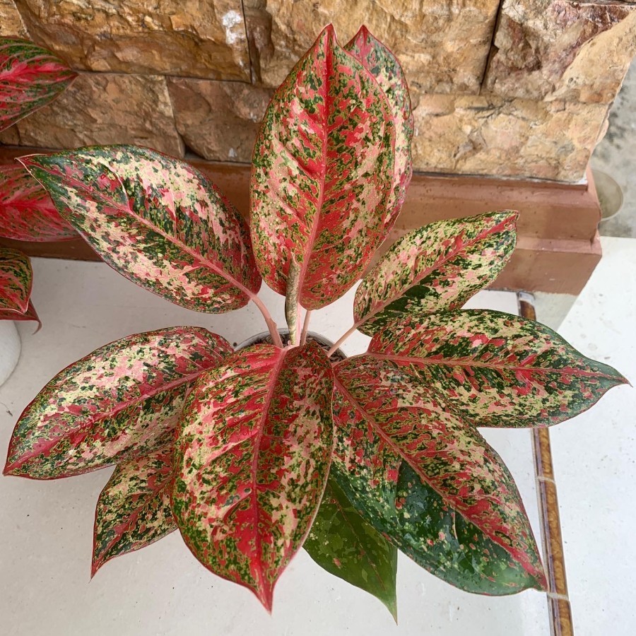 Aglaonema Red Coconut Delight Rare Red Chinese Evergree