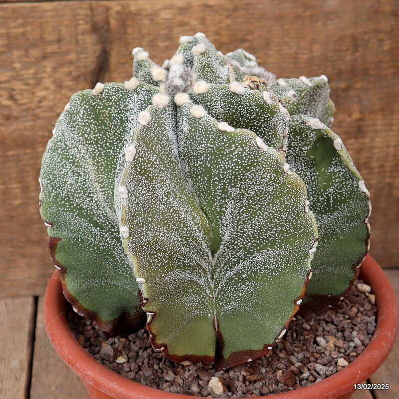A6574 ASTROPHYTUM MYRIOSTIGMA DICHOTOMIC pot20-H18-W21 cm MaMa Cactus