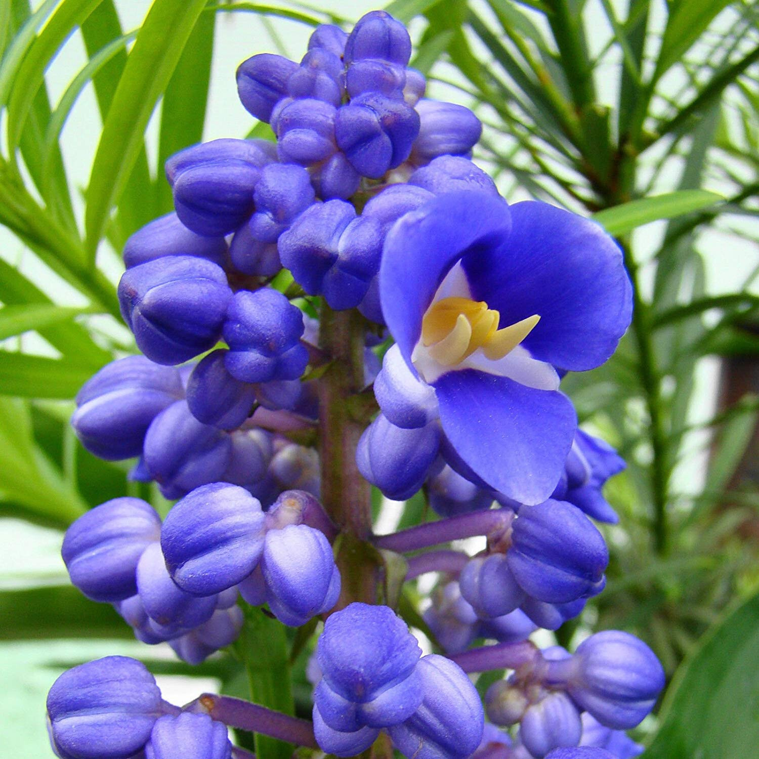 2 Hawaiian Blue (polu) Dichorisandra Thyrsiflora Ginger Plant Roots