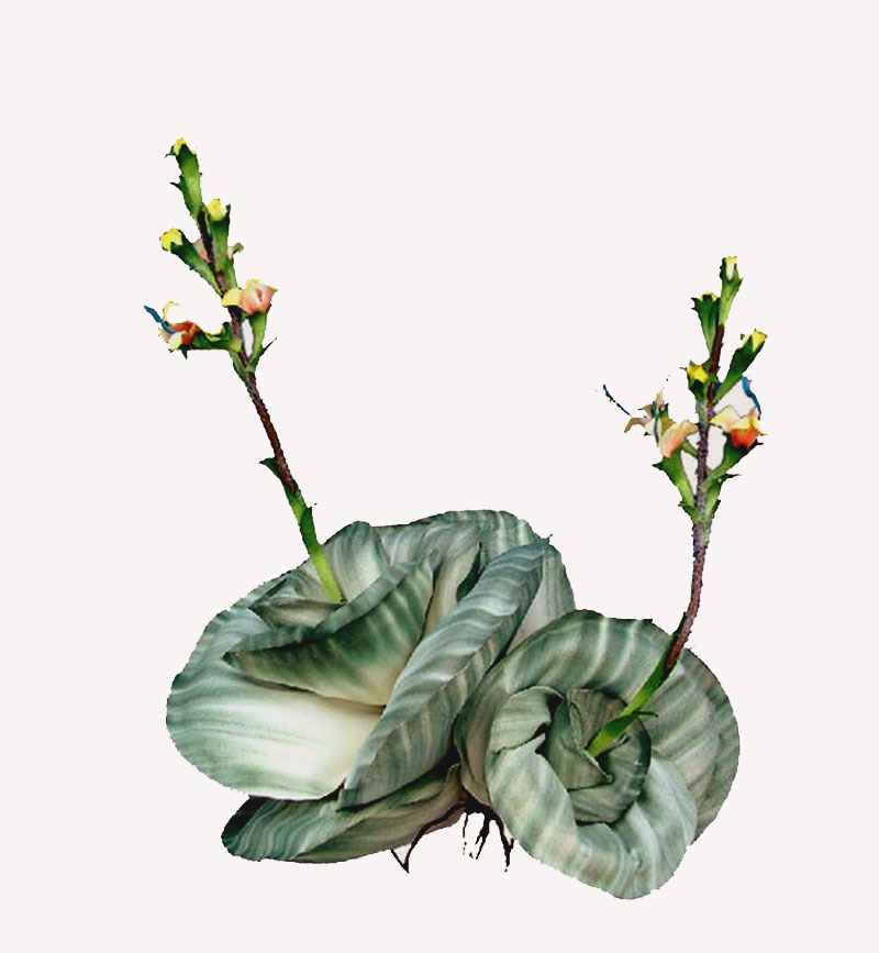 18″ Psesilk Artificial Aloe Cabbage Flower Heads