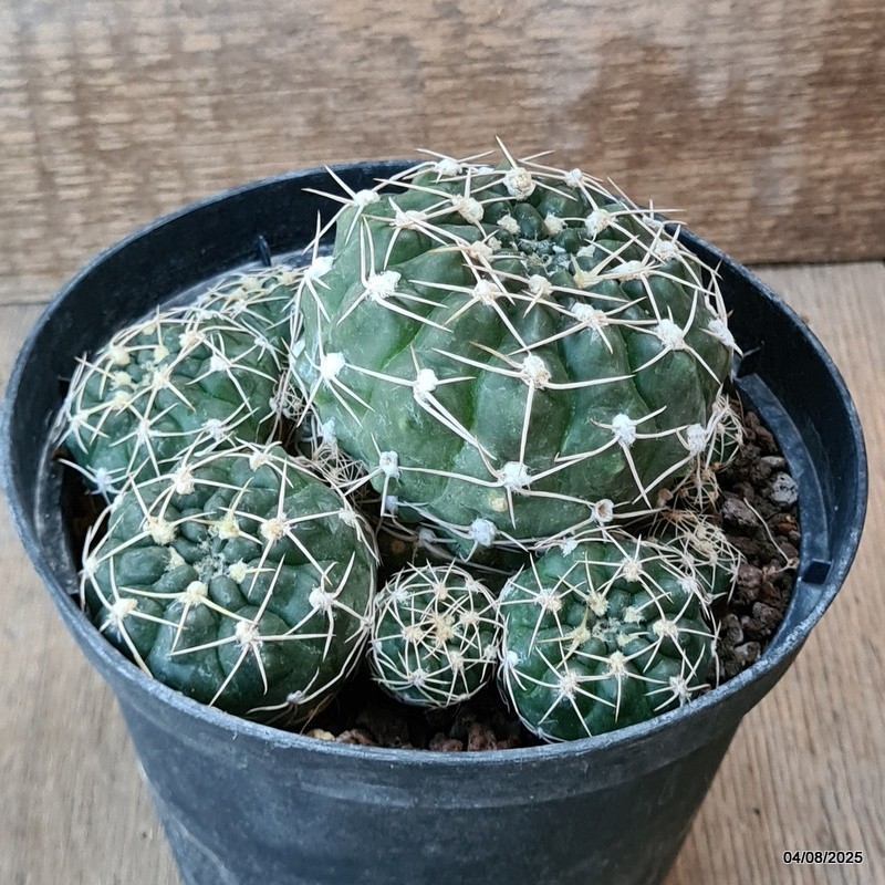 D5732 GYMNOCALYCIUM DENUDATUM pot14-H8-W13 cm MaMa Cactus