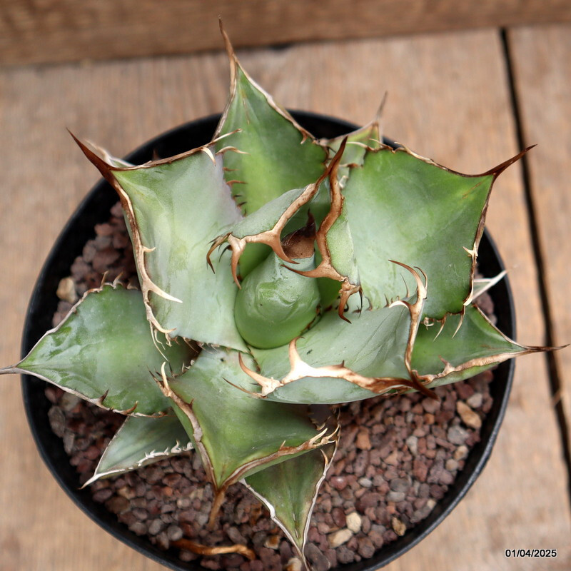 D116 AGAVE TITANOTA WHITE ICE pot14-H11-W12 cm MaMa Cactus