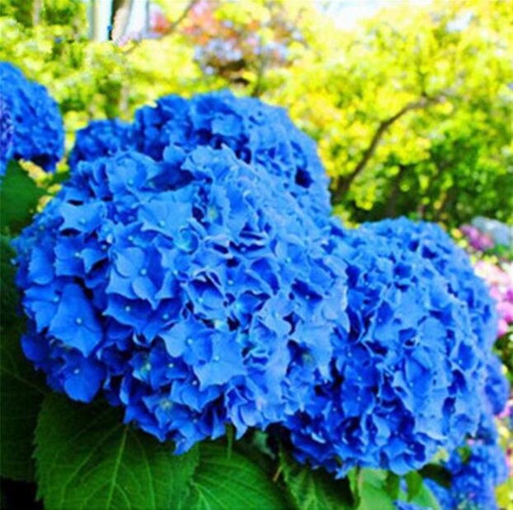 (10) HYDRANGEA SEEDS rare exotic flower bloom garden plant USA SELLER W/TRACK