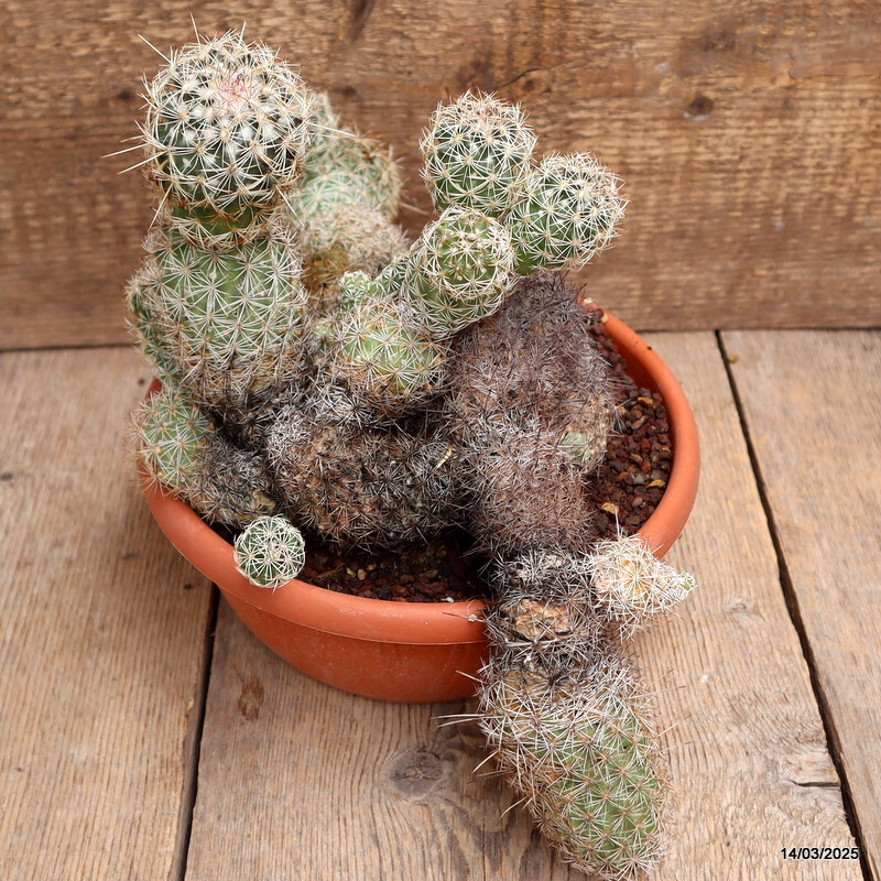 A2718 CORYPHANTHA VILLARENSIS pot20-H27-W36 cm MaMa Cactus