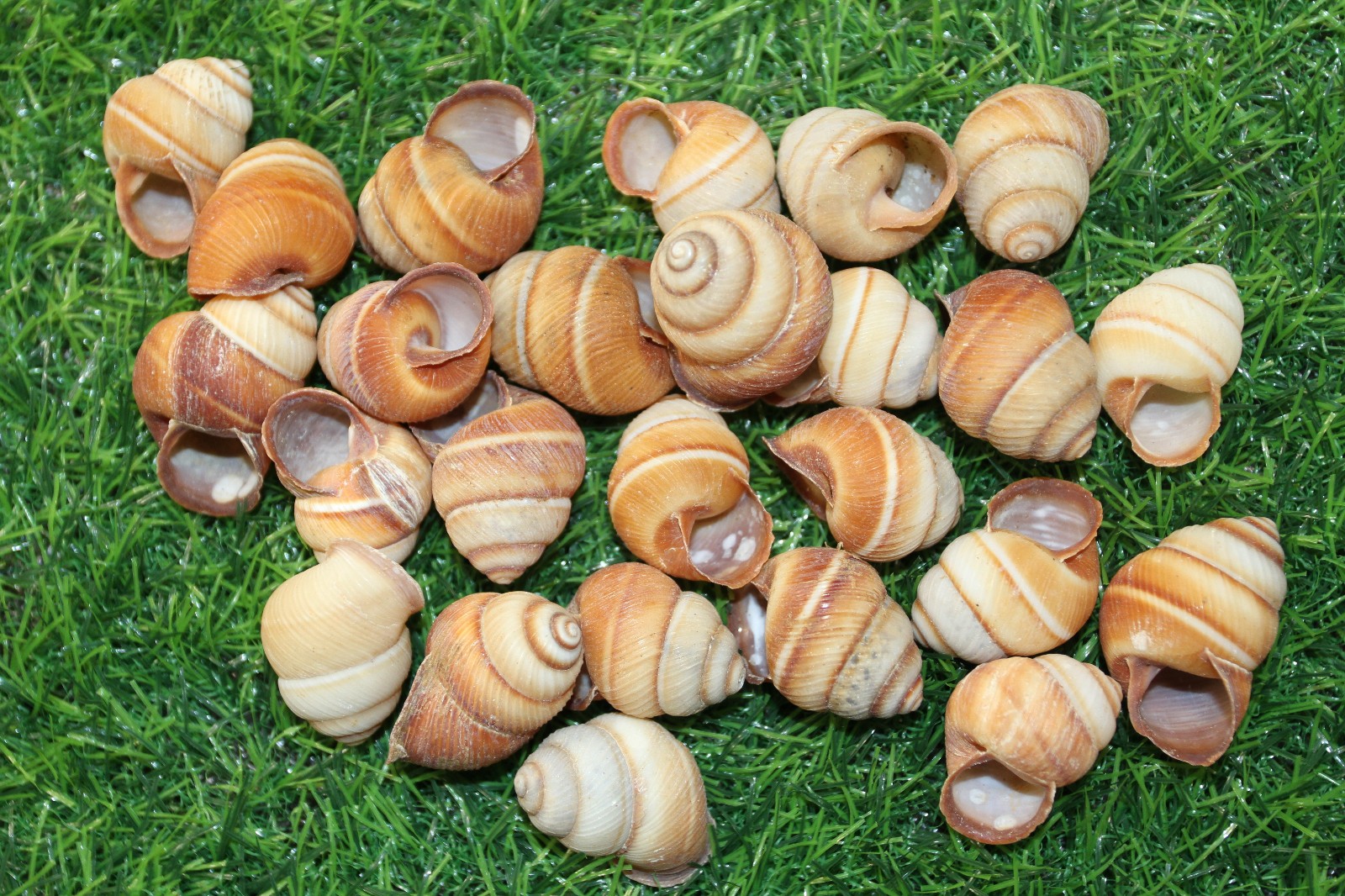 BROWN LAND SNAILS,Craft Supply,Mosaic projects, Beach Decor,Beach Art,SS-588