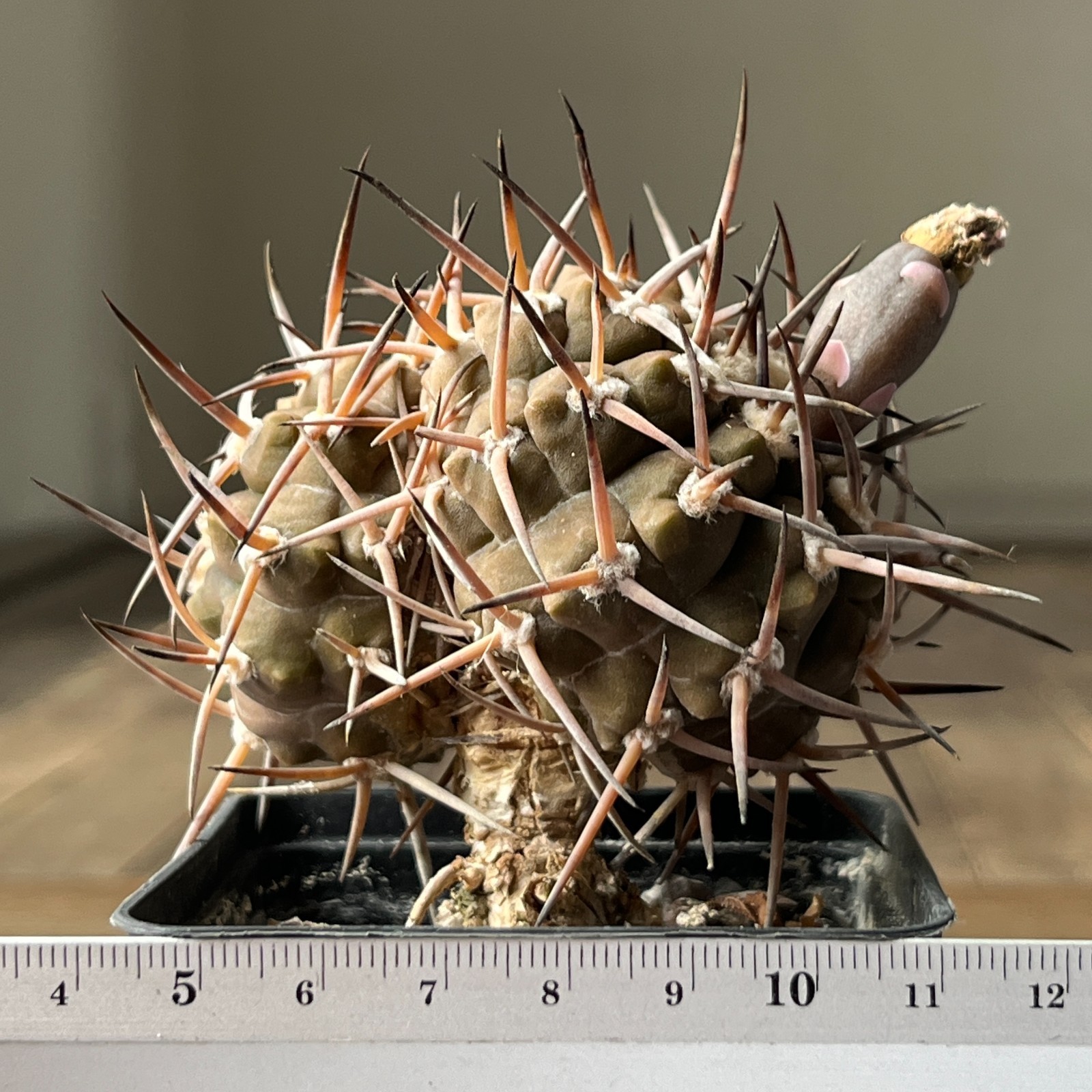 A25-2071 Gymnocalycium piltziorum, grafted