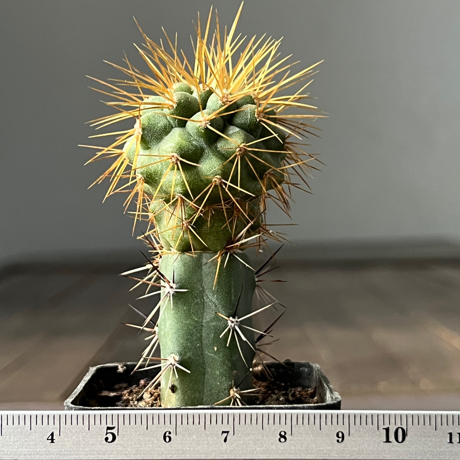 A21-128 Copiapoa cinerea v. tenebrosa, JN1692 Cerro Mont Perrales, Ant (Grafted)