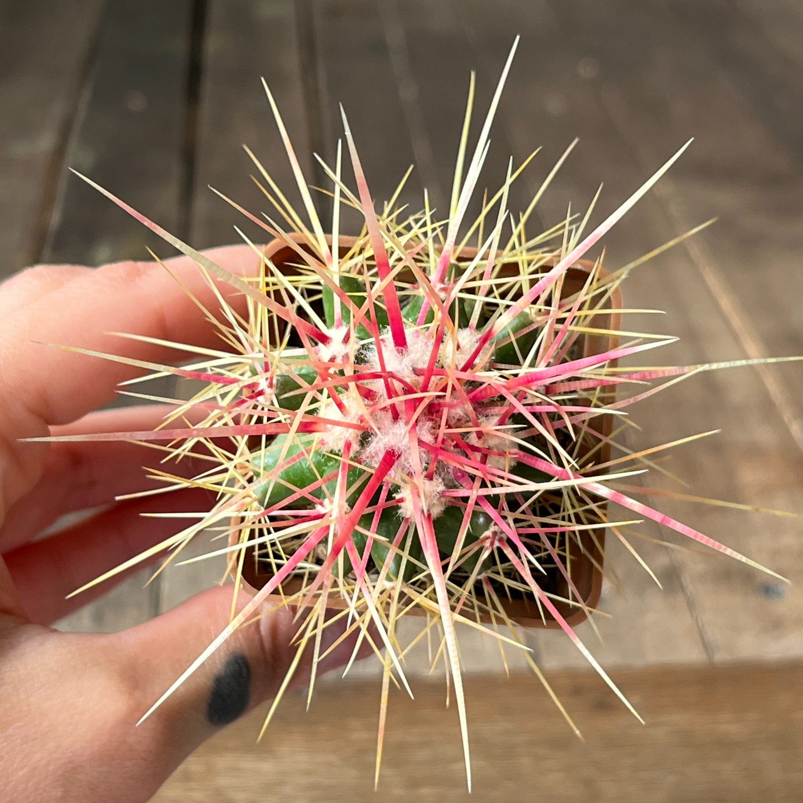 A38-2032 Echinocactus grusonii v. capistranoensis, own root